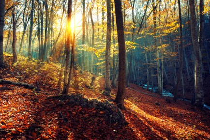 Colorful autumn landscape with trees and orange leaves. Mountain