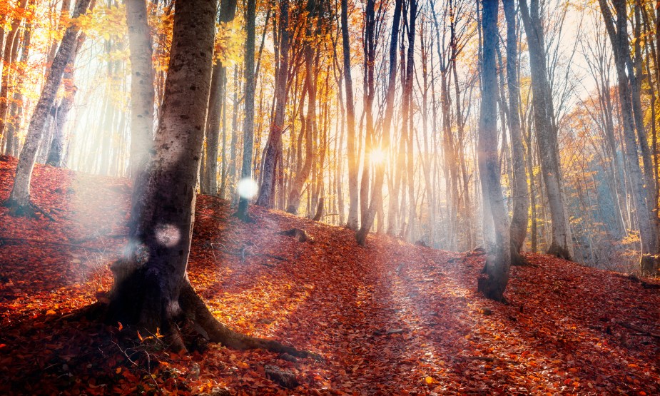 night-in-a-mysterious-forest_3